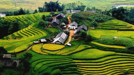 183233_vietnamplantage.jpg